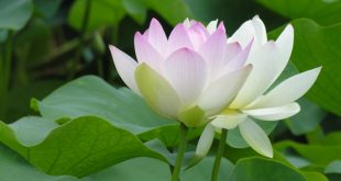 Ý nghĩa khi đi chơi thấy hoa sen