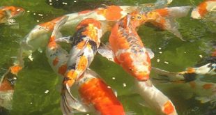 Trông thấy cá vàng báo hiệu may mắn về tài lộc tới?