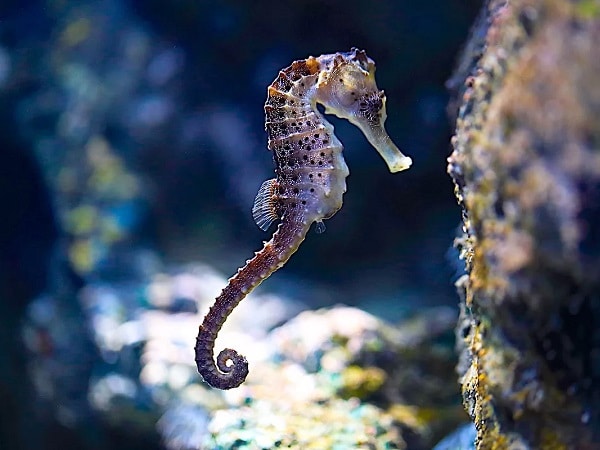 Thấy con cá ngựa chết