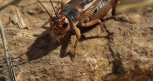 Đi đường nhìn thấy con dế báo hiệu tài lộc vượng phát?