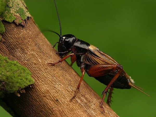 Đi đường nhìn thấy con dế có con số nào may mắn?