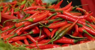 Nằm mộng thấy quả ớt mang đến thông điệp gì?