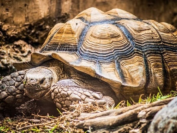 Đi đường gặp con rùa vàng có con số nào may mắn?