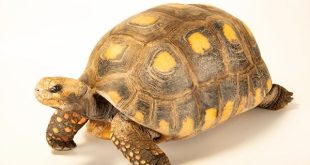 Tài lộc dồi dào khi tình cờ đi đường gặp con rùa vàng?