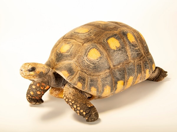 Tài lộc dồi dào khi tình cờ đi đường gặp con rùa vàng?