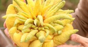 Ngủ mơ thấy quả phật thủ có phải điềm báo đón lộc trời?