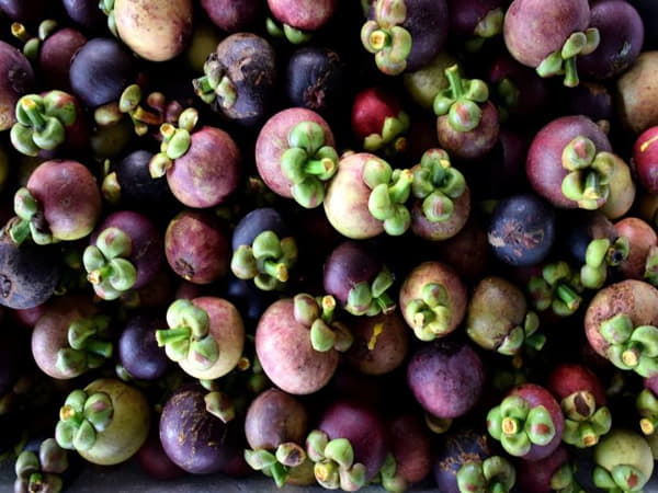 Măng cụt Ninh Bình – Vị ngọt đậm, hạt nhỏ