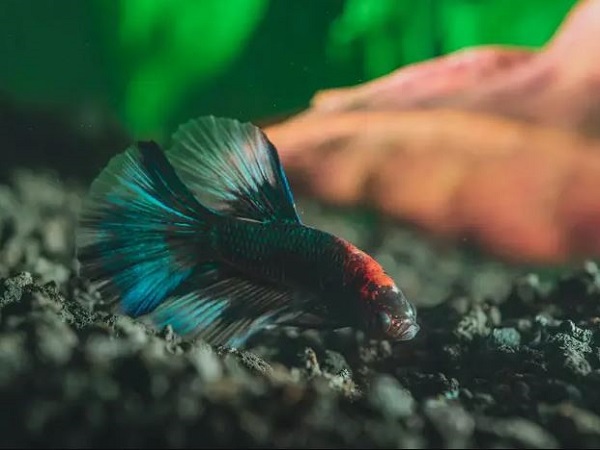 Nằm mơ thấy cá đen là điềm gì?