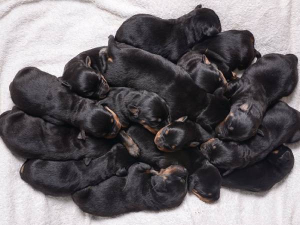 Nằm mơ thấy chó con mới đẻ là điềm gì